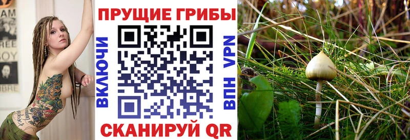 сколько стоит  Балтийск  Галлюциногенные грибы Psilocybe 